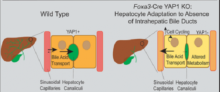 Compensatory hepatic adaptation accompanies permanent absence of intrahepatic biliary network due to YAP1 loss in liver progenitors by Laura Molina