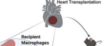 Graft IL-33 regulates infiltrating macrophages to protect against chronic rejection by Gaelen Dwyer in The Journal of Clinical Investigation