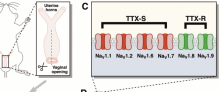 Beyond lidocaine selective voltage-gated sodium channel blockade for vaginal pain by Ruby Holland in Pain